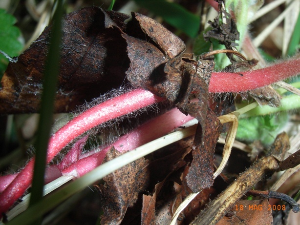 Aremonia agrimonoides / Agrimonia